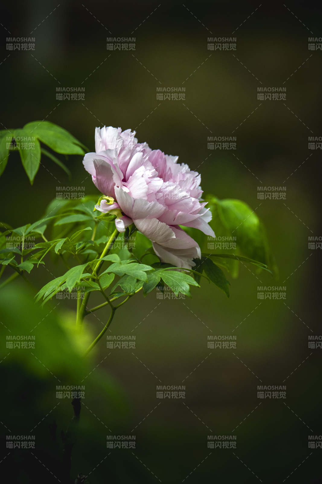 粉牡丹绿叶映衬绽放图片