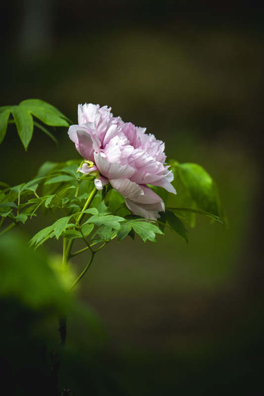 粉牡丹绿叶映衬绽放图片