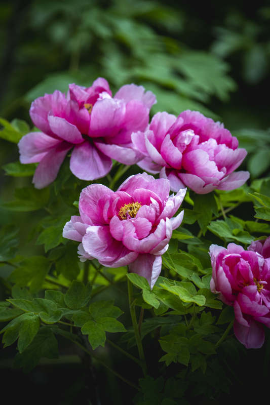 粉牡丹绽放 绿叶映衬美图片