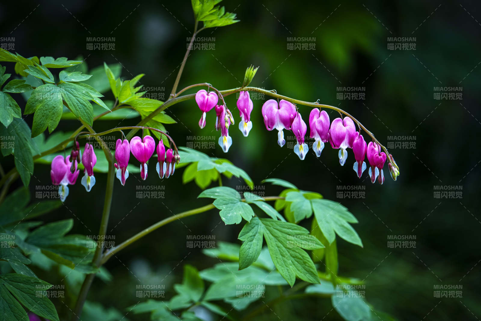 荷包花垂枝绽放 粉嫩动人图片