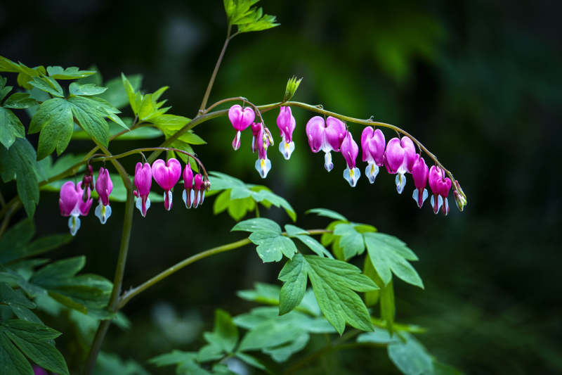 荷包花垂枝绽放 粉嫩动人图片