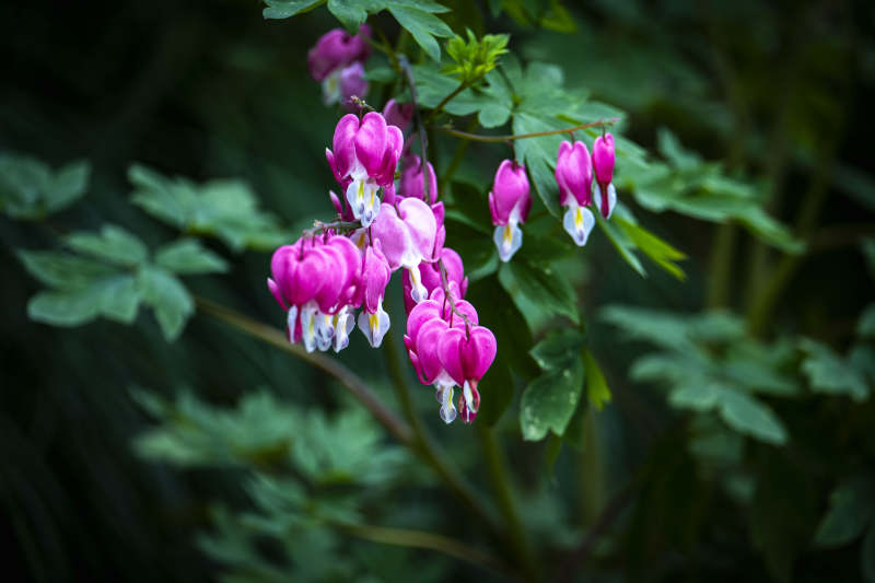 粉紫荷包花 绿叶映衬美图片