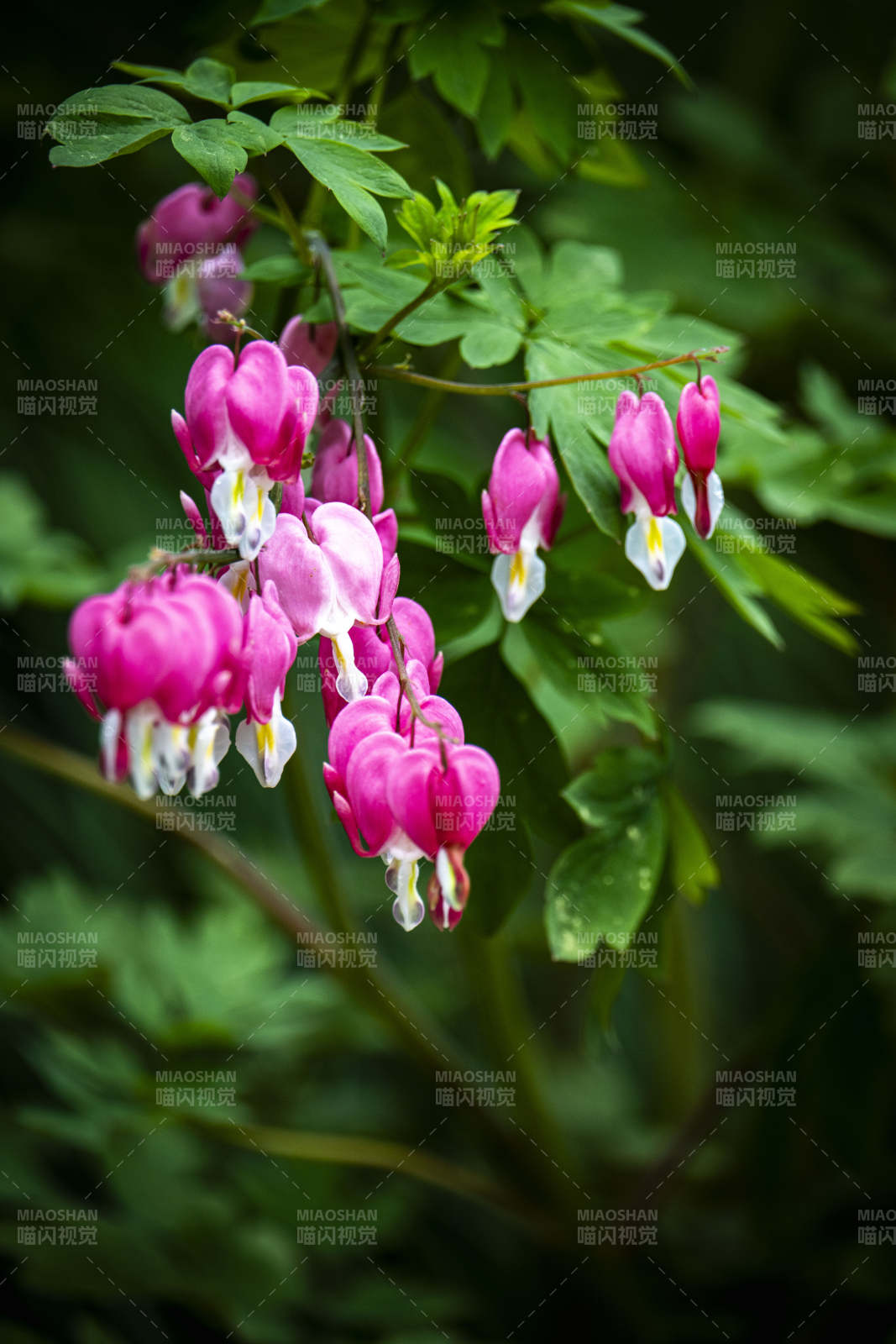 粉白荷包牡丹垂枝绽放图片