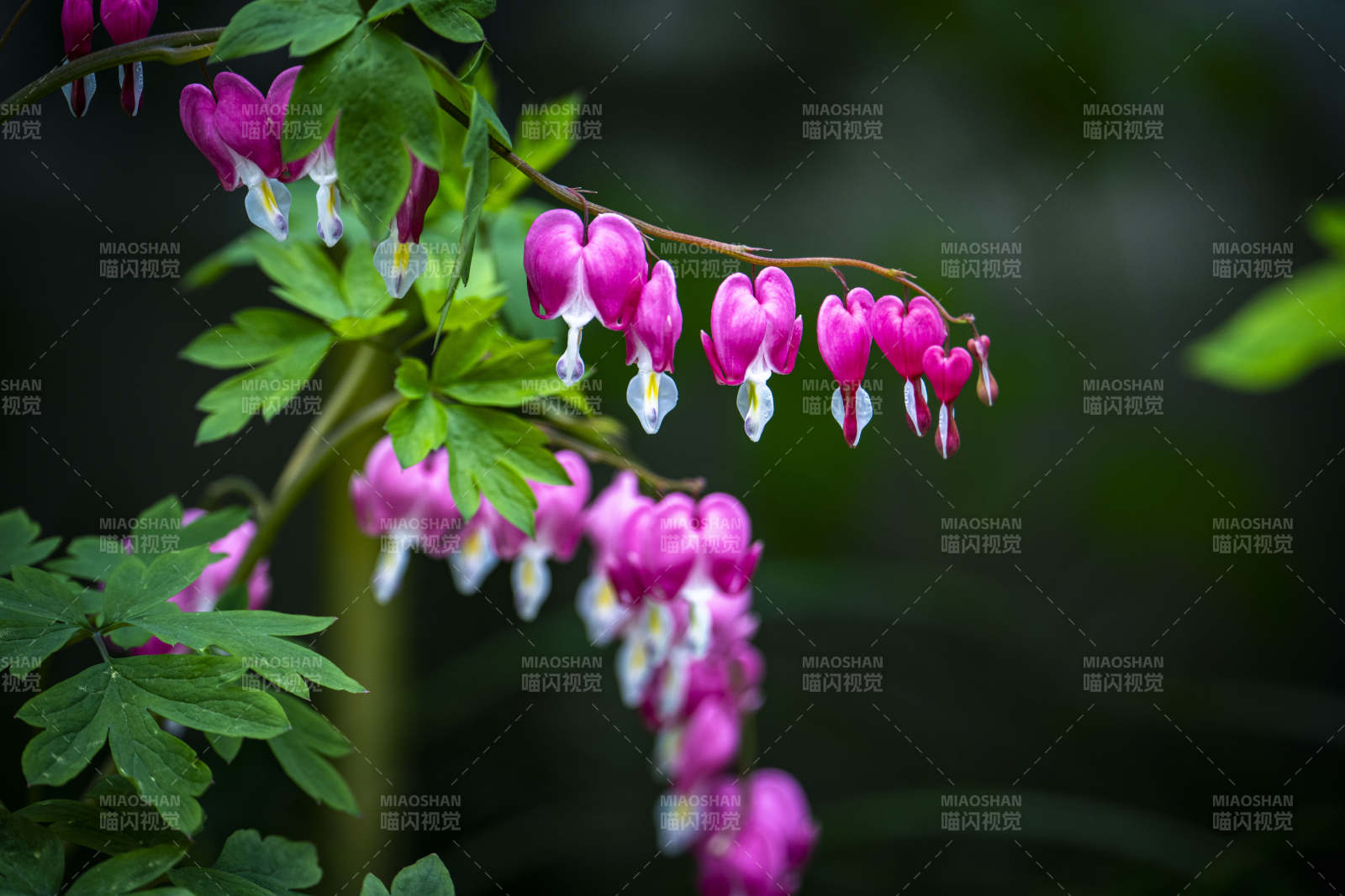 粉心垂花 绿叶相伴图片