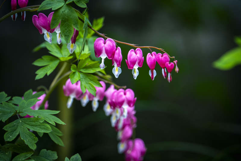粉心垂花 绿叶相伴图片