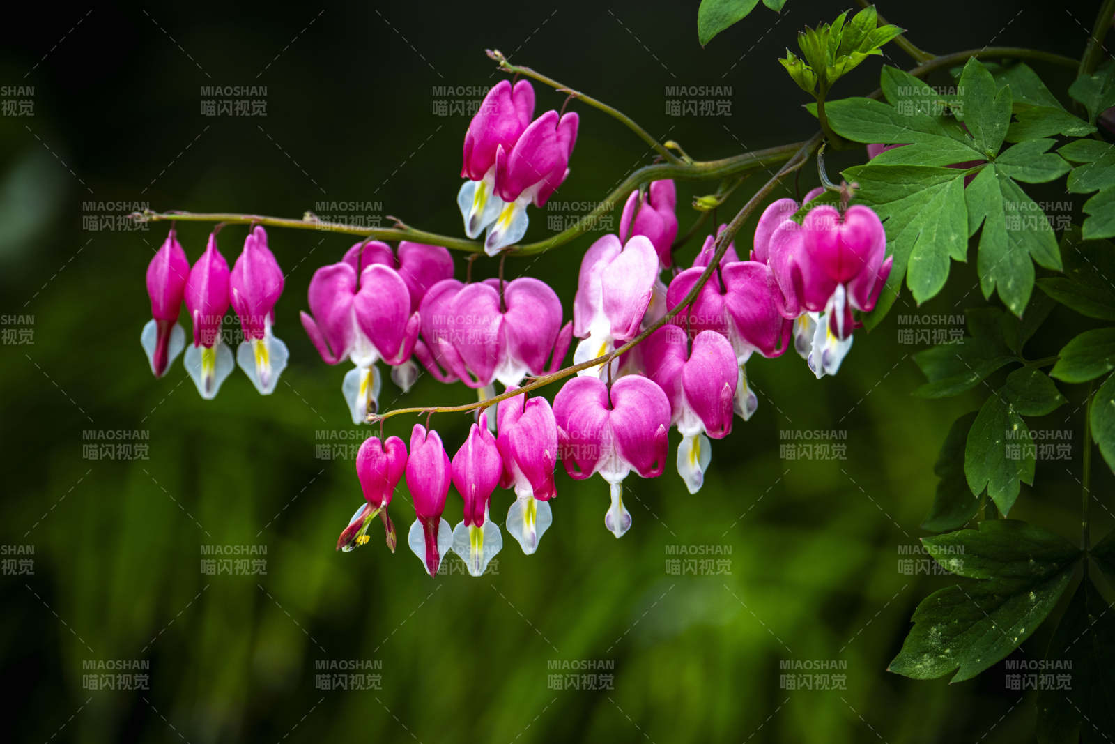 粉白荷包牡丹垂枝绽放图片