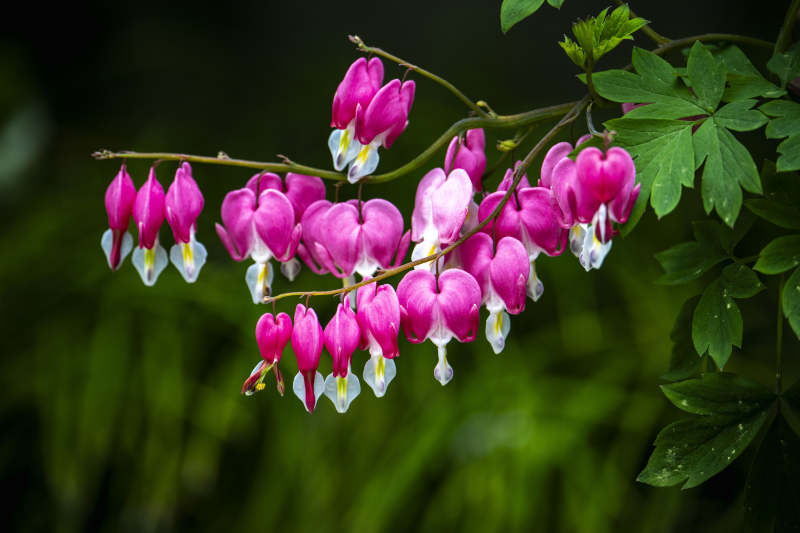 粉白荷包牡丹垂枝绽放图片