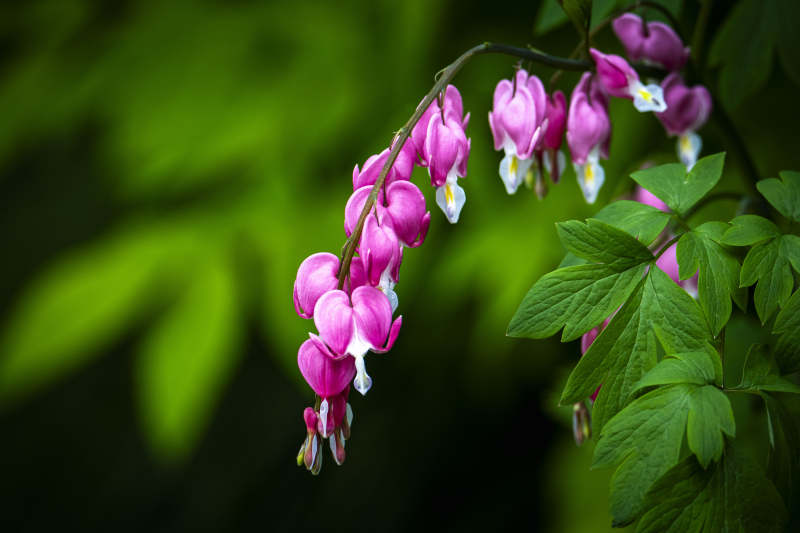 粉心垂花 绿叶相伴图片
