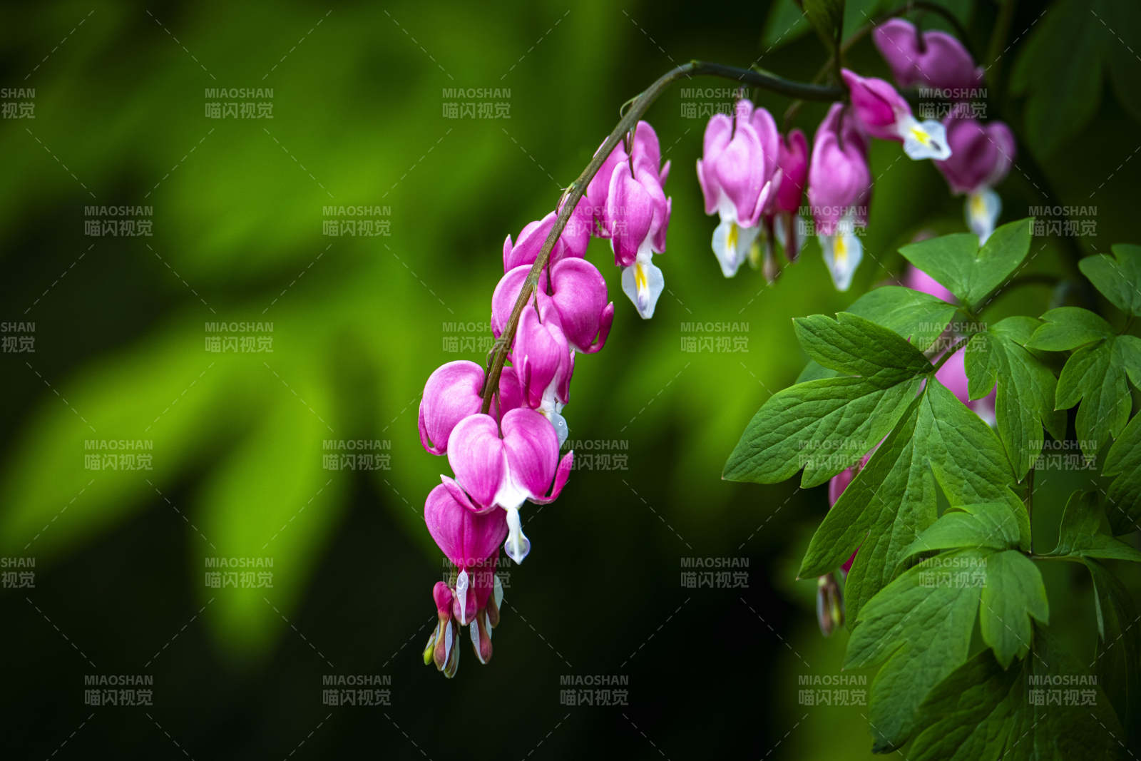 粉心垂花 绿叶相伴图片