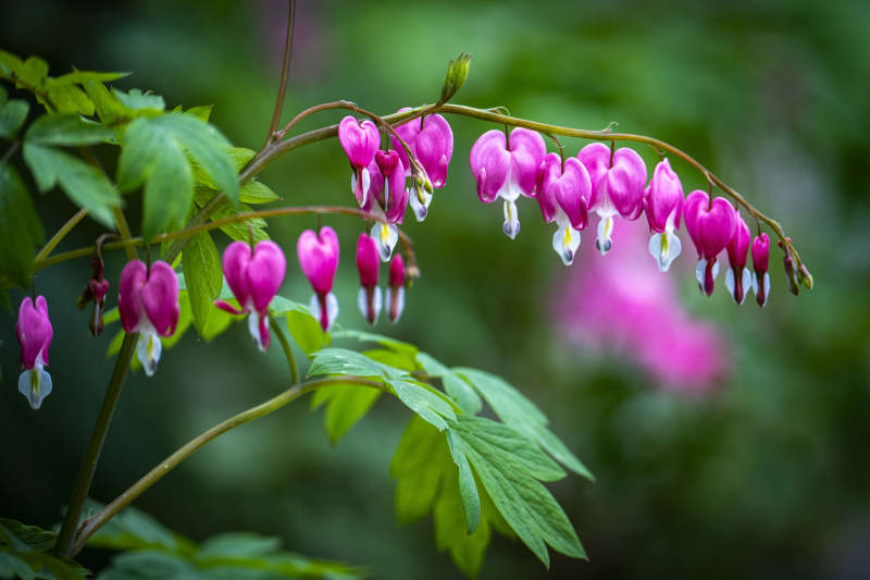 荷包花垂挂 粉嫩如泪滴图片