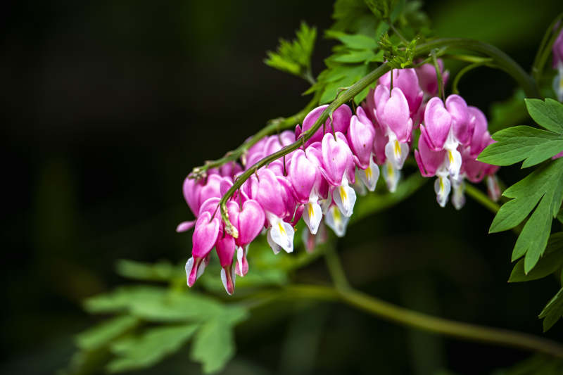 粉嫩荷包花 垂枝映绿叶图片