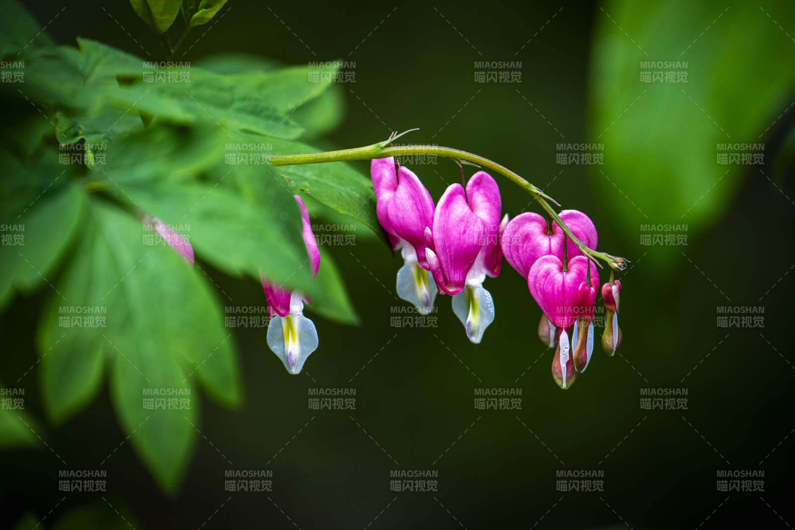 粉嫩荷包花 绿叶映衬美图片