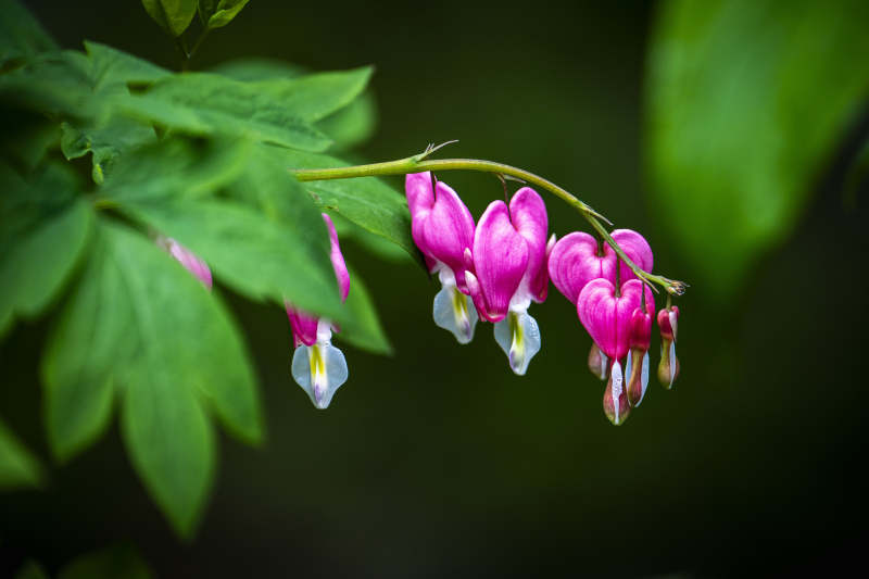 粉嫩荷包花 绿叶映衬美图片