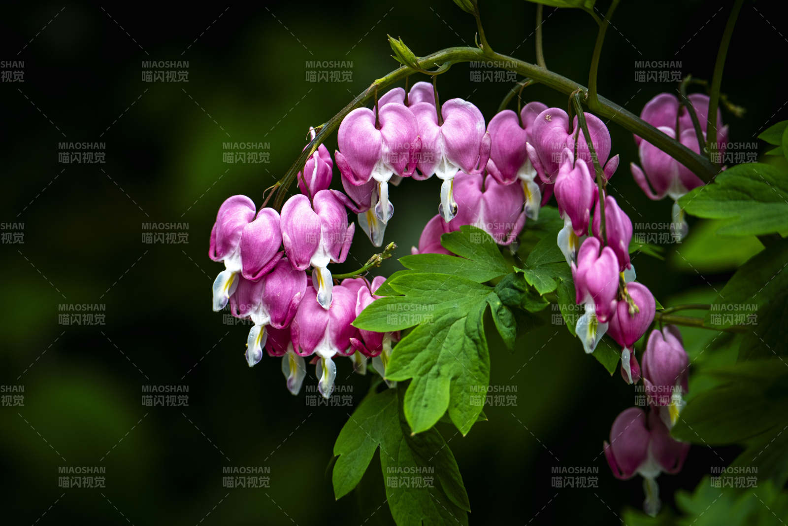 粉紫荷包花 绿叶衬娇颜图片
