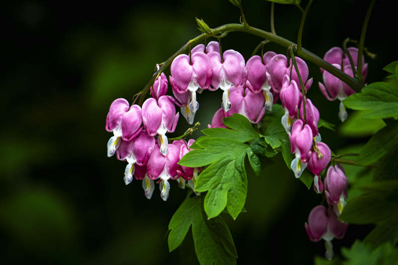 粉紫荷包花 绿叶衬娇颜图片