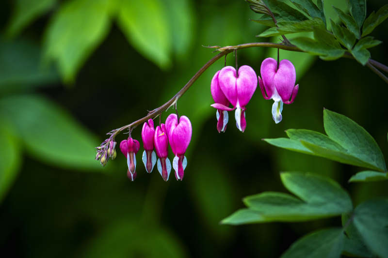 荷包牡丹垂枝绽放图片