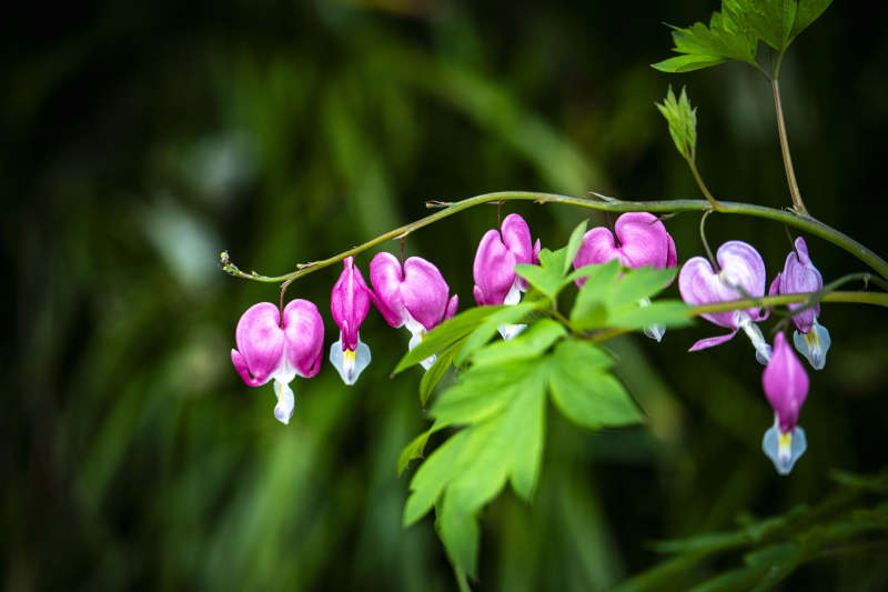 荷包花垂枝绽放 粉嫩动人图片