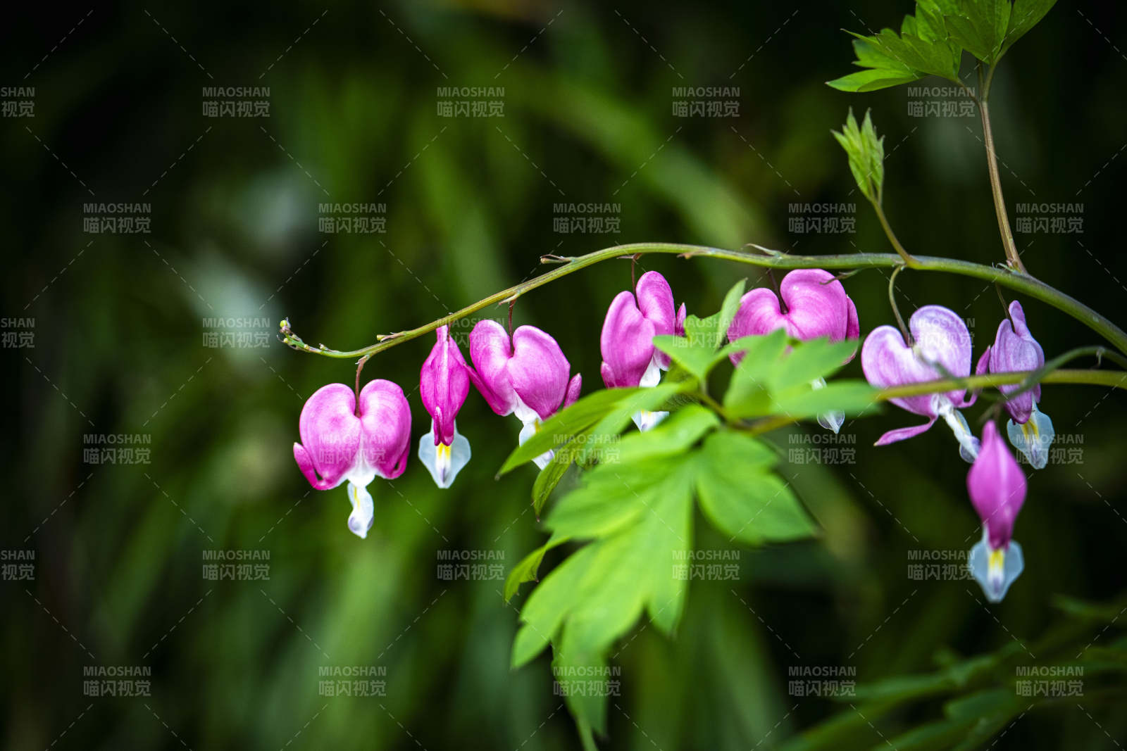 荷包花垂枝绽放 粉嫩动人图片