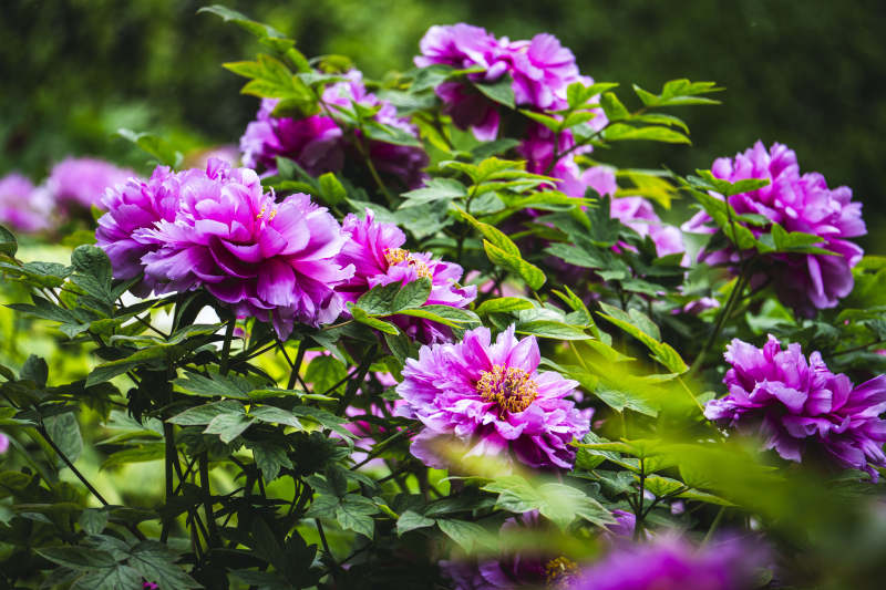 紫牡丹盛放 绿叶映衬娇艳图片