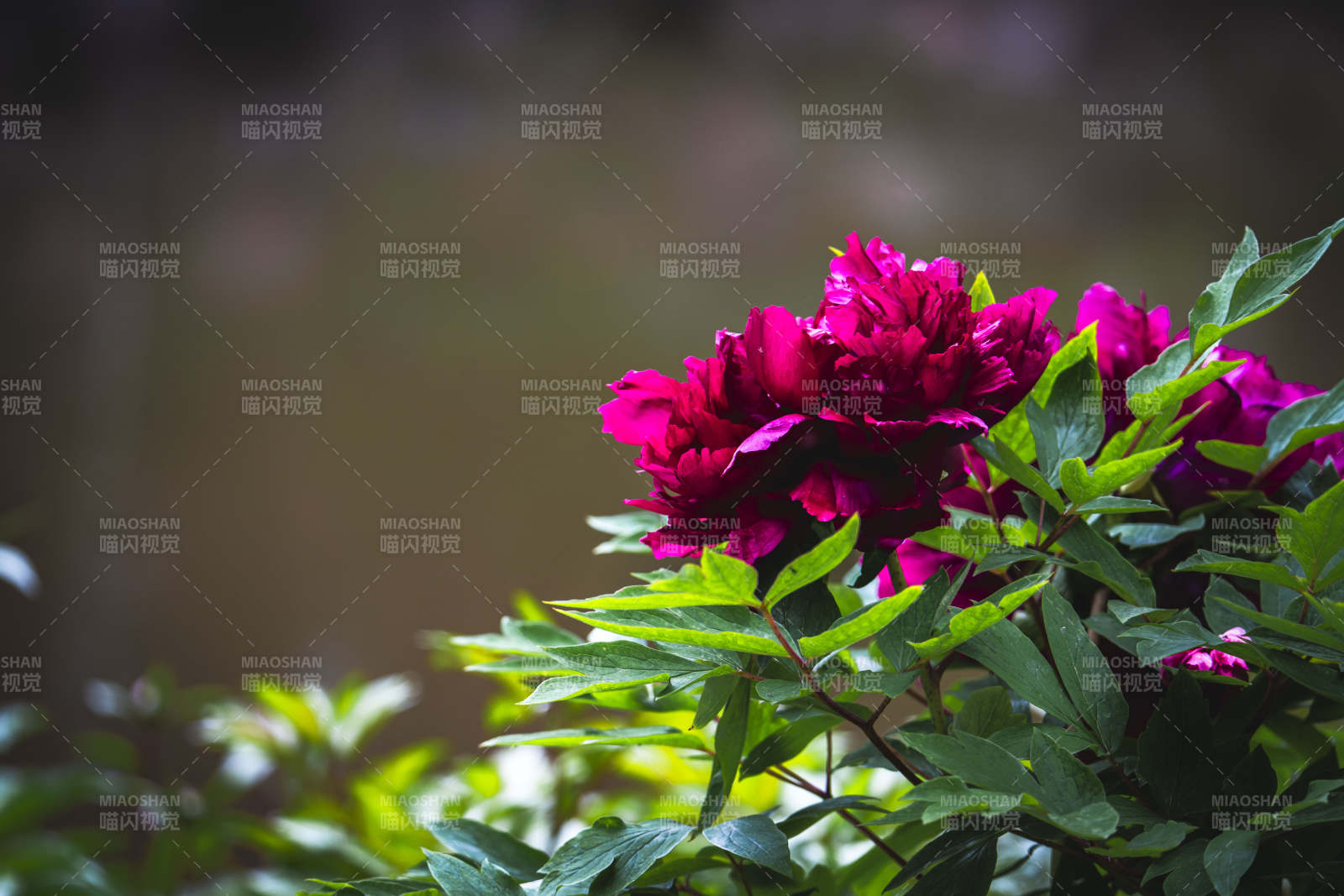 深红牡丹 绿叶相衬图片