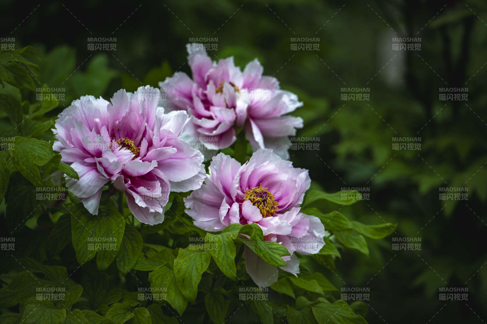 粉牡丹绽放绿叶间图片