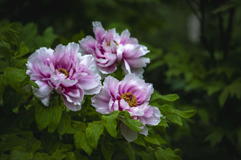 粉牡丹绽放绿叶间图片