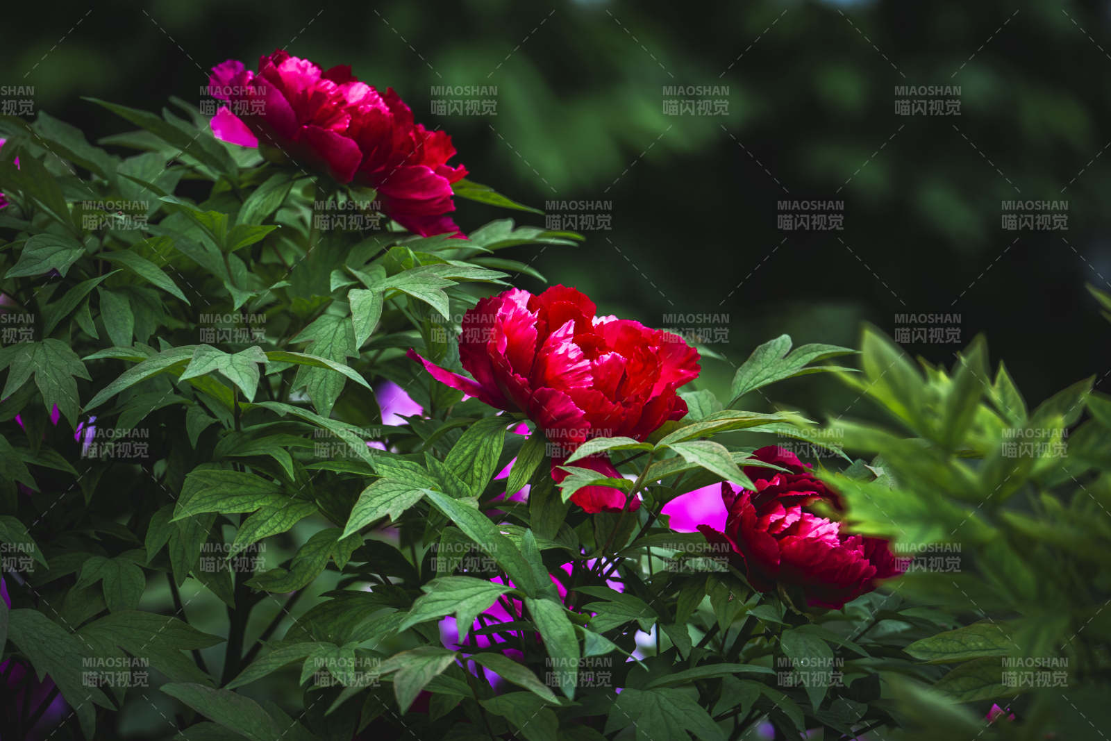 红牡丹绽放绿叶间图片