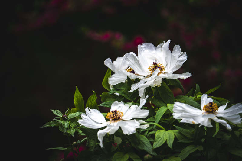 白花绽放 蜂蝶共舞图片