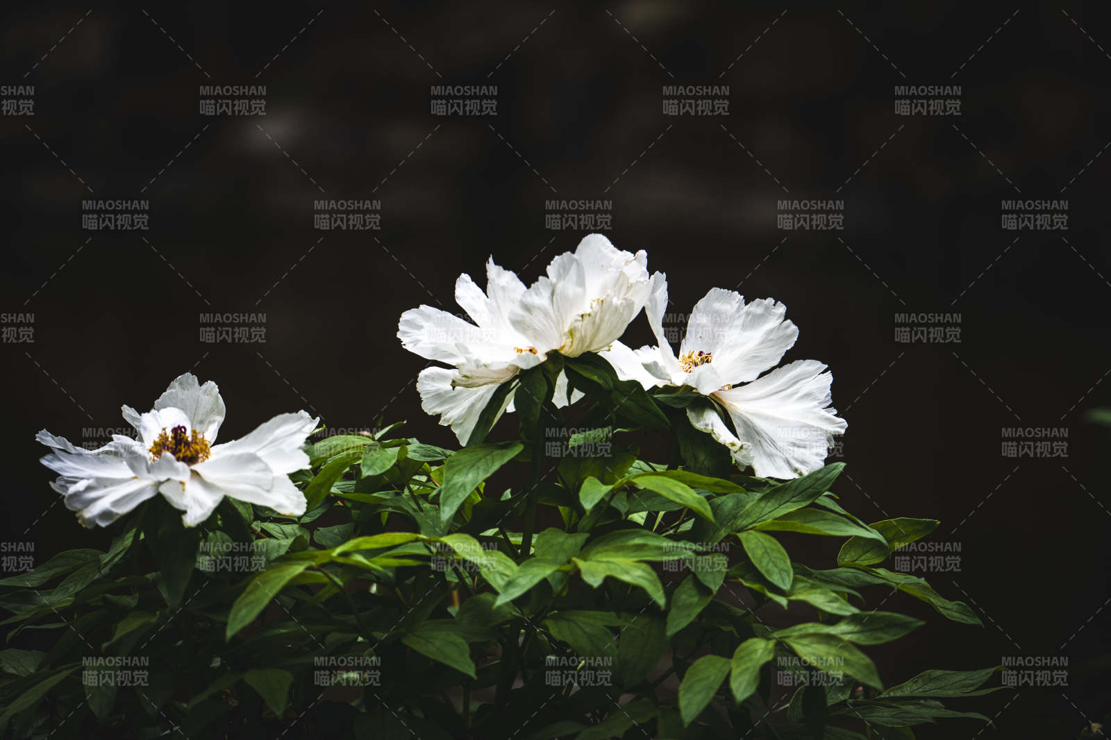 白花绿叶映幽境图片