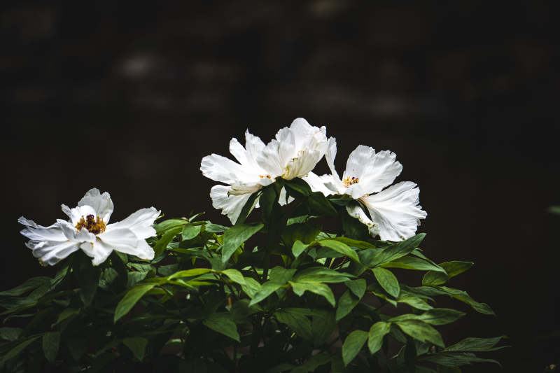 白花绿叶映幽境图片