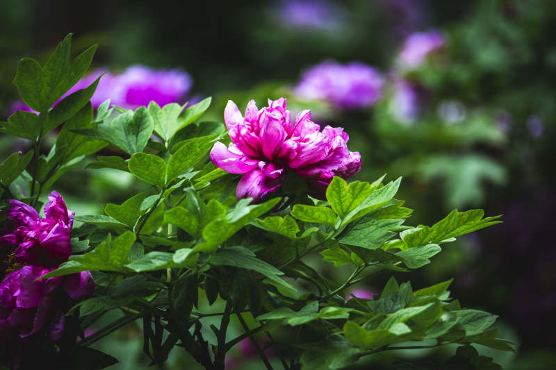 紫牡丹绽放绿叶间图片