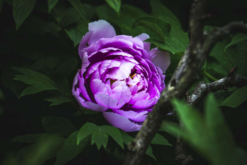 紫牡丹绽放于绿叶间图片