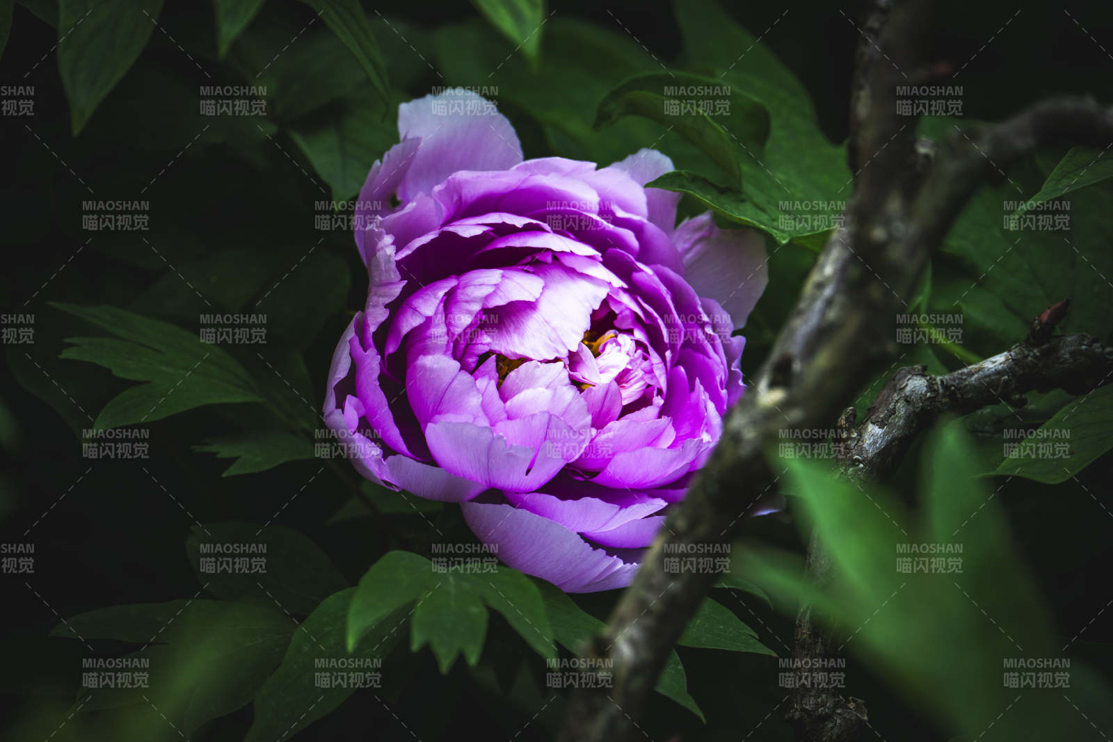 紫牡丹绽放于绿叶间图片