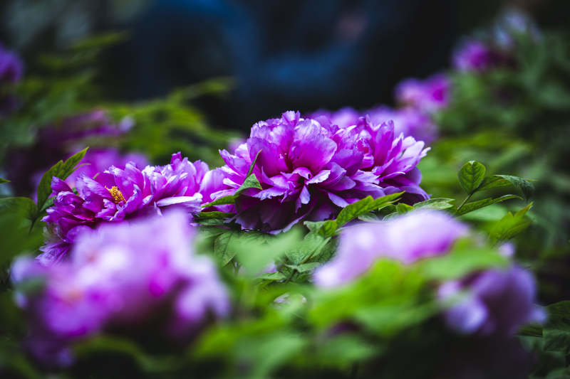 紫牡丹绽放 绿叶映衬美图片