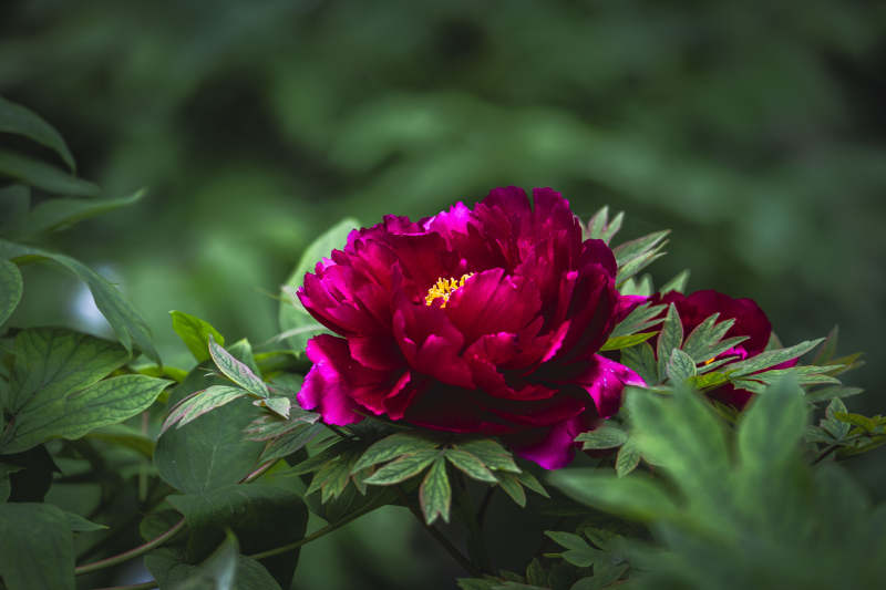 深红牡丹绽绿叶间图片