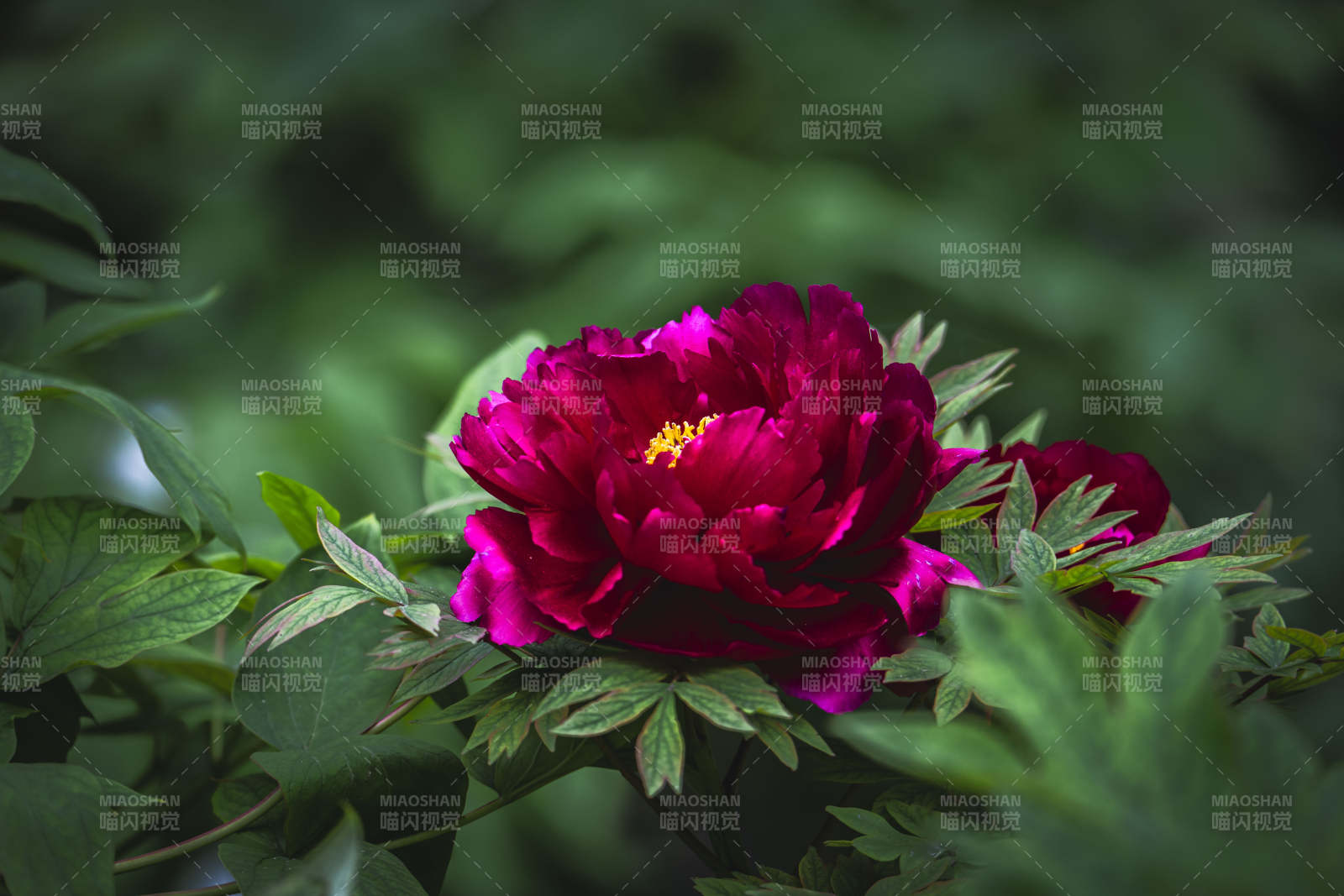 深红牡丹绽绿叶间图片