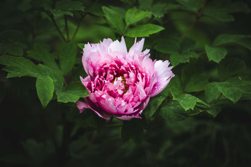 粉牡丹绽放于绿叶间图片