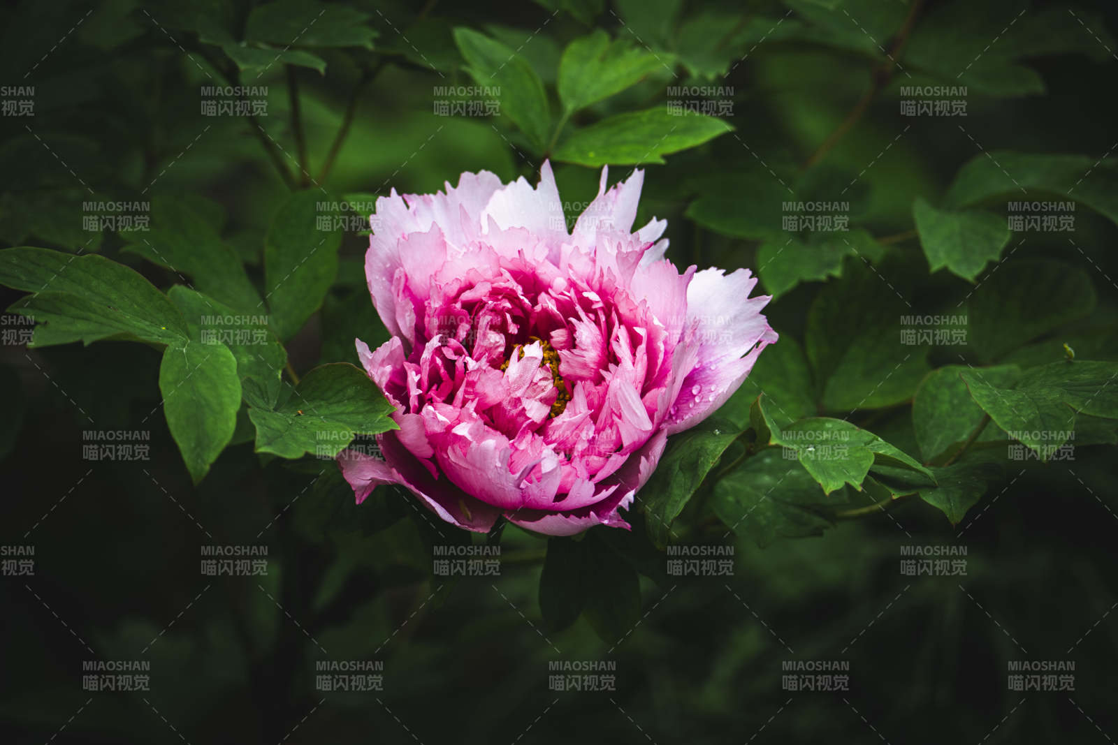 粉牡丹绽放于绿叶间图片