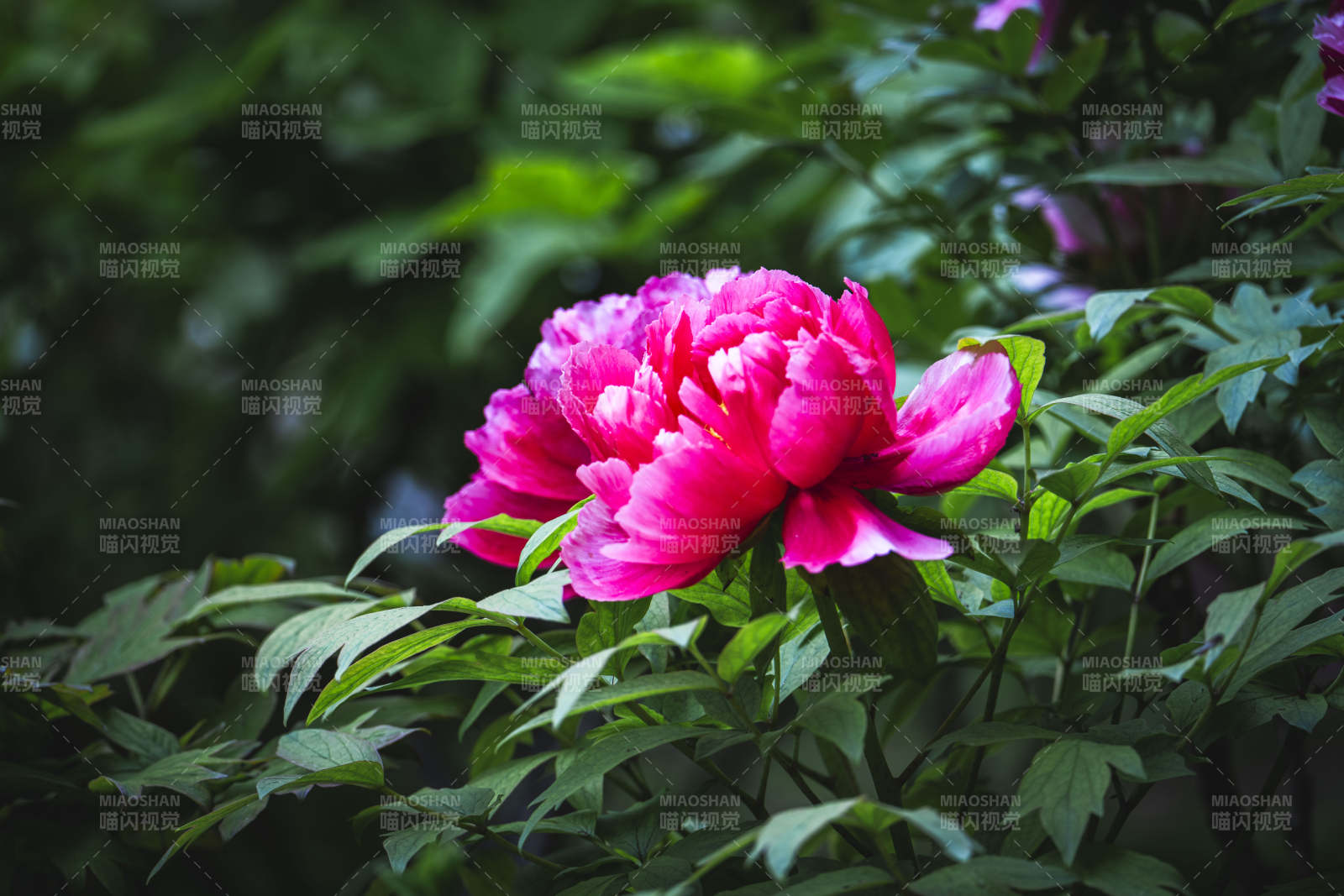 粉红牡丹绽放绿叶间图片