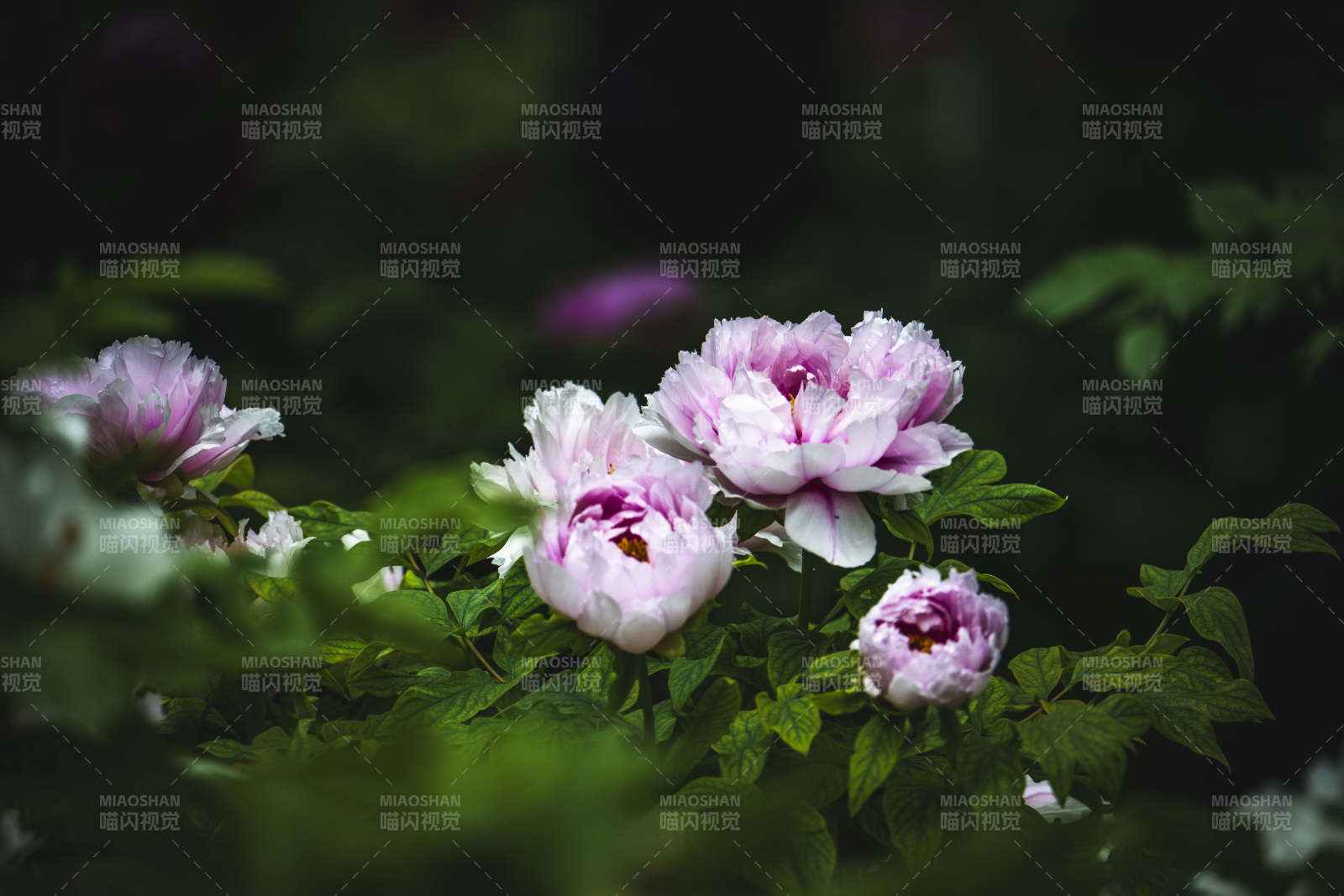 粉白牡丹绽放于绿叶间图片