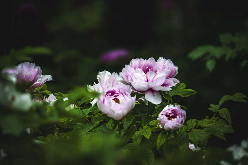 粉白牡丹绽放于绿叶间图片