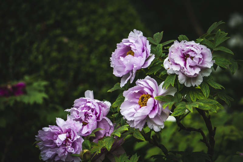 紫牡丹绽放 绿叶映衬美图片