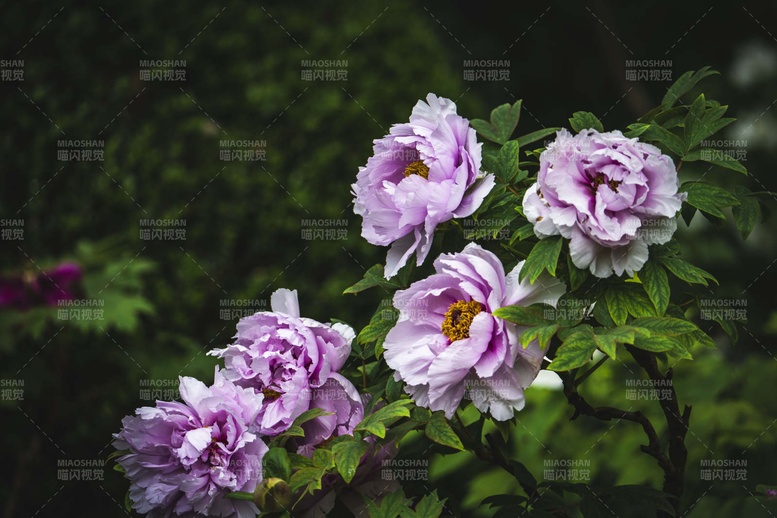 紫牡丹绽放 绿叶映衬美图片