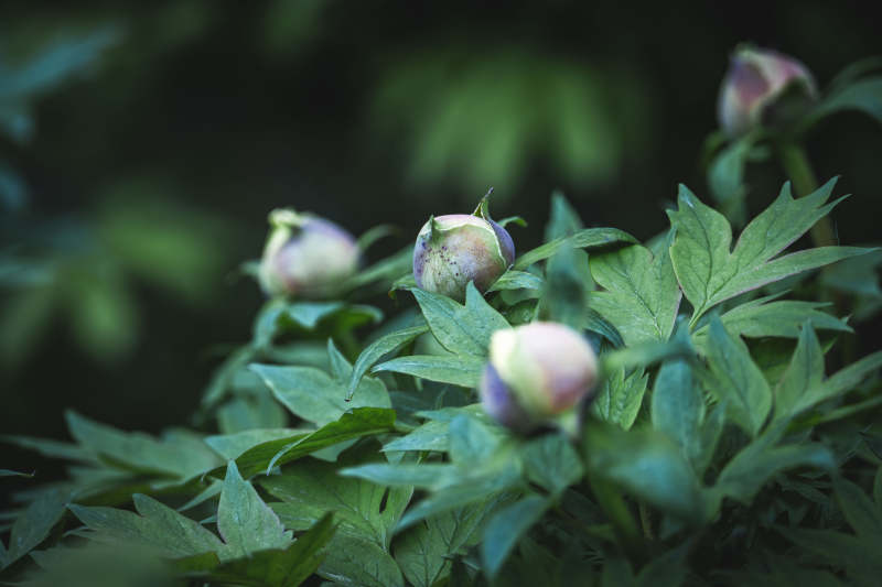 绿叶丛中待放的花苞图片