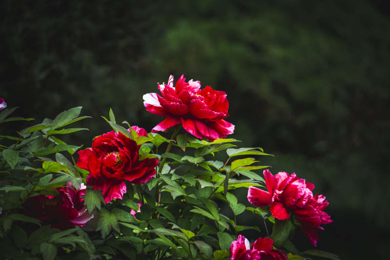 红牡丹绽放绿叶间图片