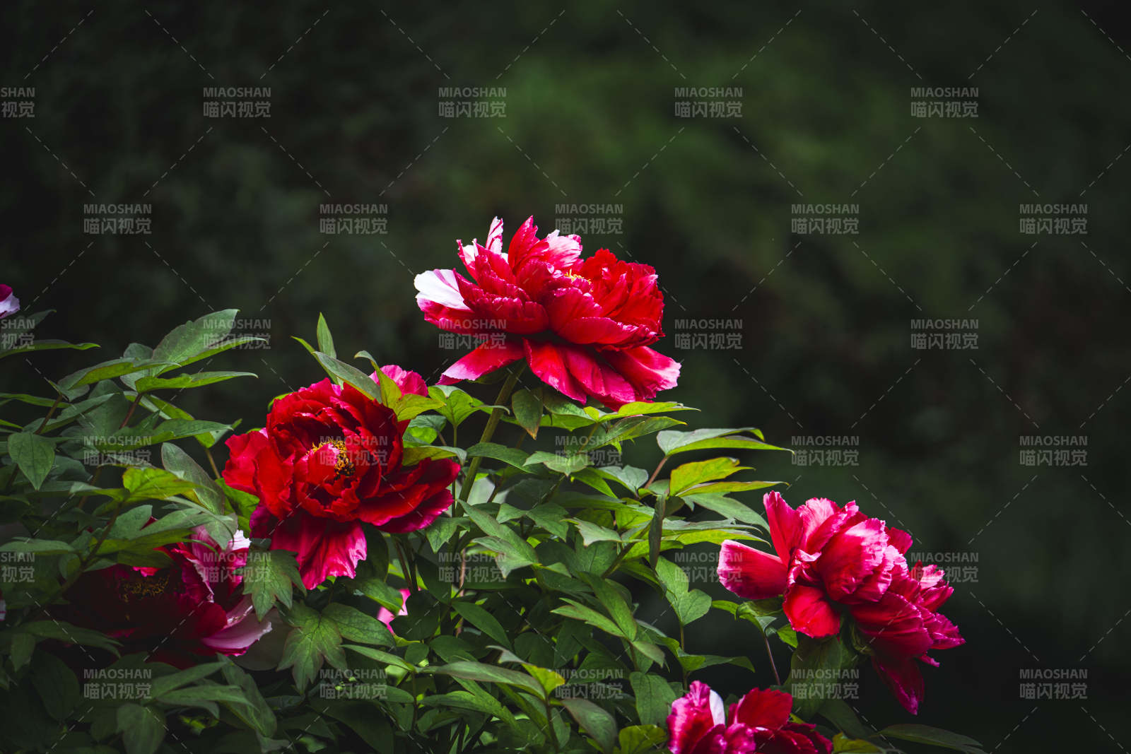 红牡丹绽放绿叶间图片