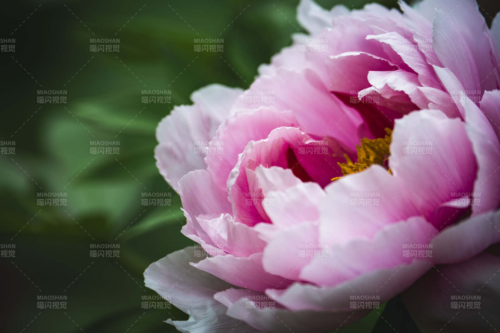 粉牡丹绽放 柔美动人图片