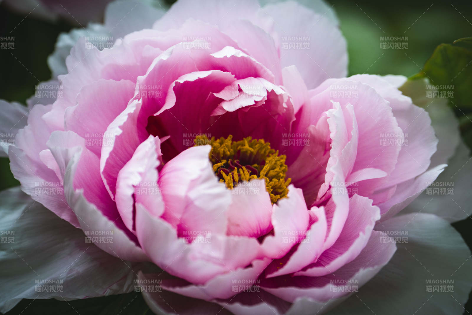 粉牡丹绽放 娇艳欲滴图片