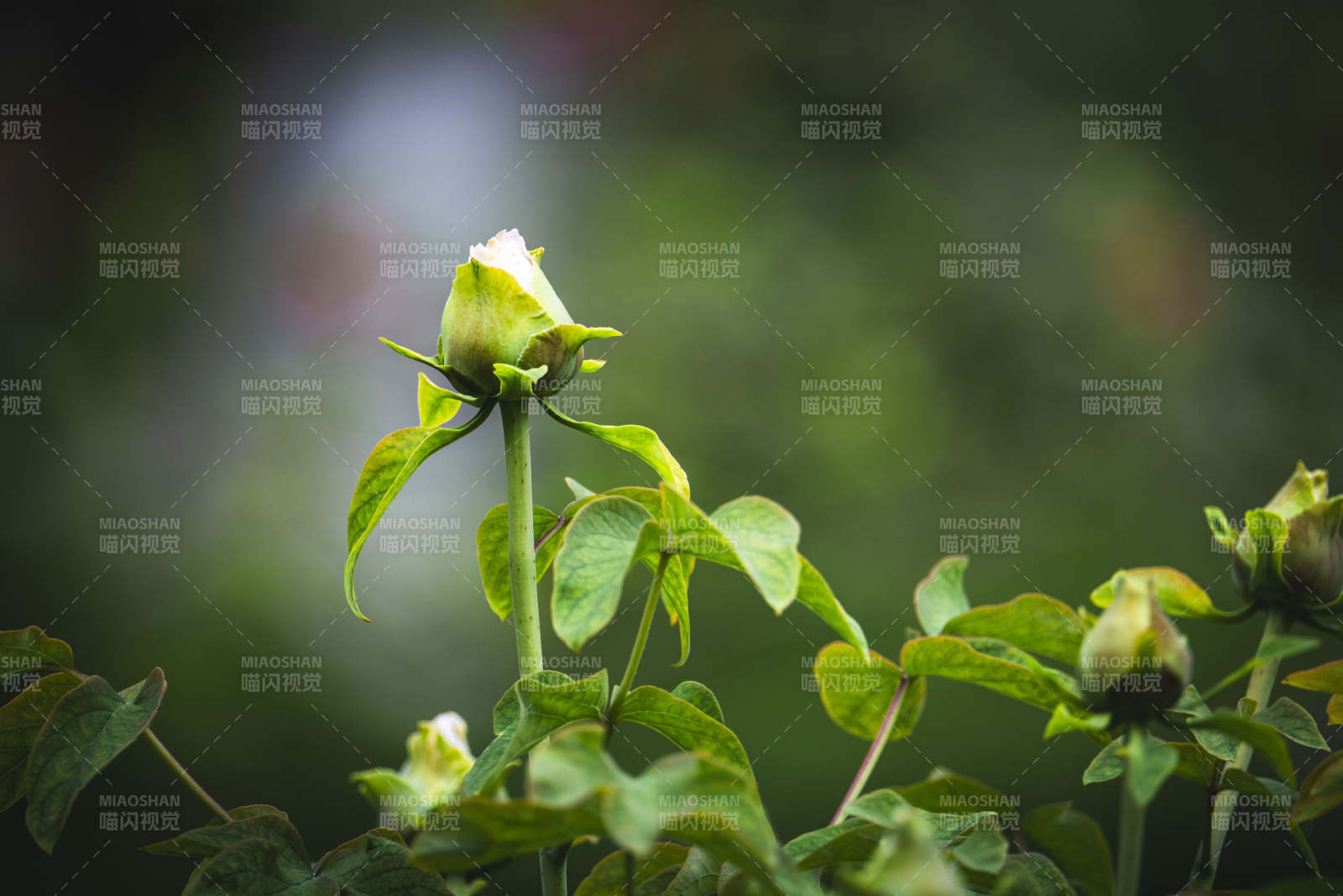 含苞待放 静待花开时图片