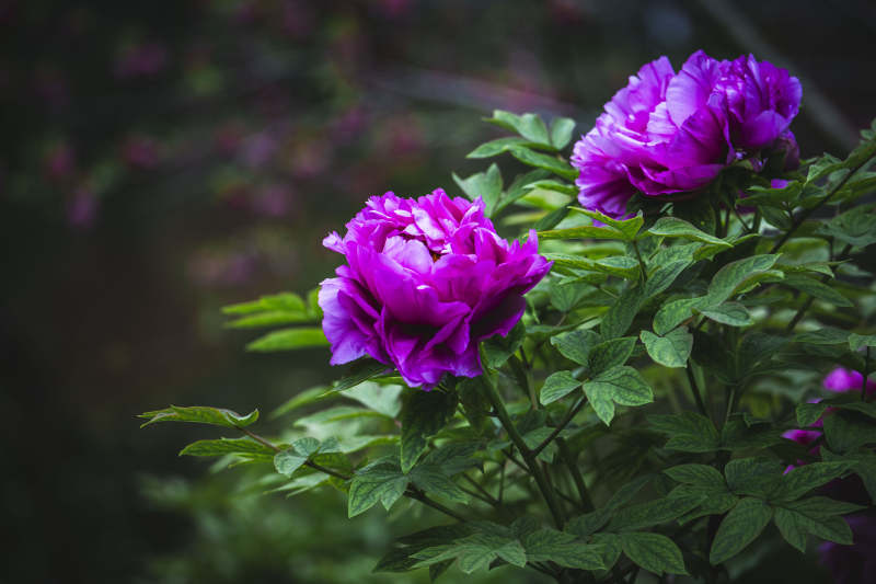 紫牡丹绽放 绿叶衬托美图片